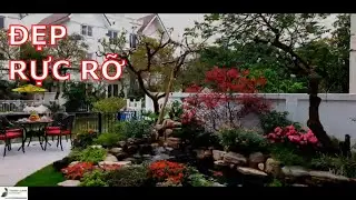 ✅KOI.132-Hồ cá Koi sân vườn nhà anh Huy đẹp rực rỡ trong tiết Xuân Hà Nội/ Hồ cá Koi TungLam Garden