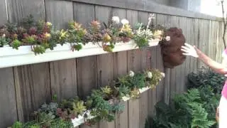 Lauras Tip of the Day DIY Succulent Holding Pen