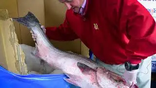 Our Seafood With Tim Lydon - Seafood Handling
