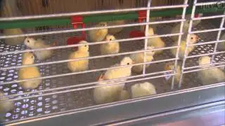 Little Hands on the Farm - Iowa State Fair 2010
