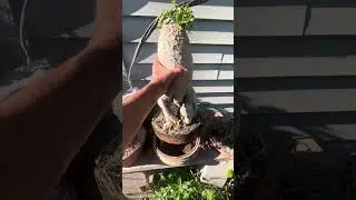 Fockea edulis bonsai
