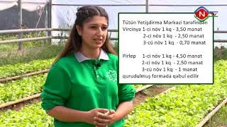 Bərəkət - Tütünçülük 14.05.2021