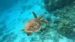 Underwater life - Safari Island Maldives - 4K video - GoPro 8BE