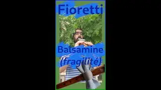 Fioretti : 01. Balsamine (Max Pinchard)