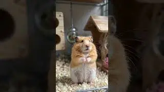 #pepsidee #pets #pepsi #hamsters #cute #animals #cat