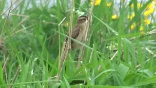 Sedge Warbler, Upper Clyde, May 2023