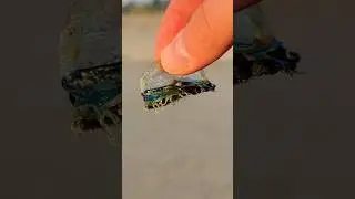 Rescuing a Cute Blue Jellyfish! #shorts