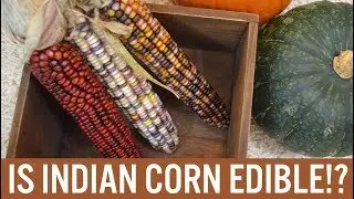 Я ПОПЫТАЛСЯ ПРЕВРАТИТЬ ИНДИЙСКУЮ КУКУРУЗУ В ПОПКОРН 🌽