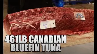 Breaking Down a 119lb Bluefin Tuna Belly Loin | Bloodline Removal & Saku Block Prep 🔪🐟
