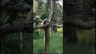 respect #shorts #monkey #lemur