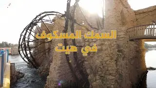 السمك المسكوف في هيت بمحافظة الانبار