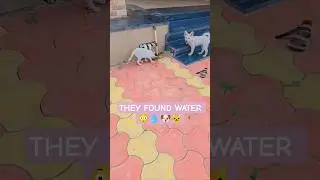 When Animals Feel Thirsty&hellip; They Find Their Own Jugaad 🐶🐱💧😳