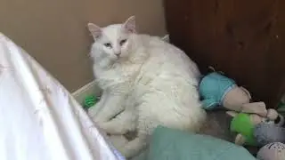 Beeg boi