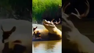 Crocodile Ambushes Deer in Broad Daylight | Real Wildlife Drama #americanhistory