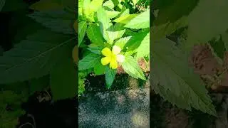 Vibrant Yellow Blooms...🌼#NaturePhotography #YellowFlowers #GreenPlants #FloralBeauty #cuddalore #🌼🌿