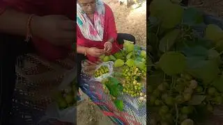 राजस्थान का प्रसिद्ध लसोड़ा🍒 |  गूंदा आचार | Gunda pickle in Gujarat #achar #gunde #food #trending