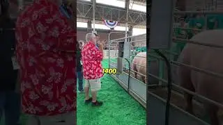 Самая большая свинья в мире