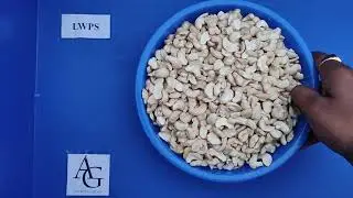 Cashew Nut Grade 31. LWPS- Large White Pieces Scorched _ Amartya Group India