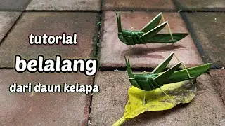 Cara membuat belalang dari daun kelapa