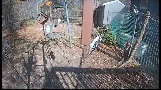 Backyard Pitstop Afternoon Visitors,Squirrels Always Participate
