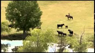 Moving Cattle with Horses