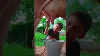 choti choti gaiya dodge gg #love #song #funny