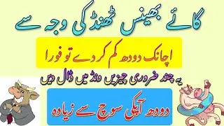 Cow or Buffalo ka سردیوں main dood barhany ka خالص desi نسخہ 💯 % results..with Dr shoaib 