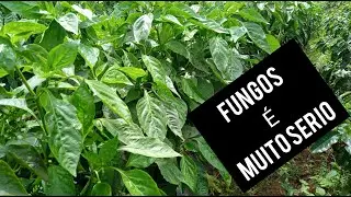 Pimentão: principais doenças causadas por fungos na lavoura