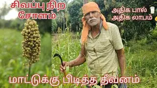 🔴சிவப்பு சோளம் அறுவடை🌾🐄 |Farmer Life | Red Sorghum Harvest Tamil #சிவப்புசோளம் #கால்நடைதீவனம் #feed 