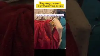 The most polite cat ever + When Cats Act Like a Team 🐱 #cat #catfails #funnycats