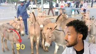 TUULO YAR OO DADKEEDU QANI YAHAY 💰