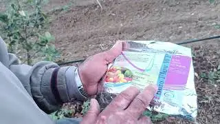 نصائح في تسميد شجرة التفاح