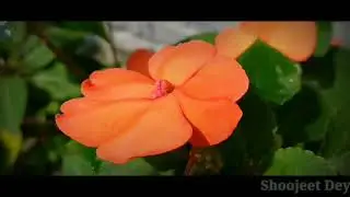 Only Nature-2🤩😘