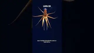 Las expediciones que lograron descubrir al menos 150 nuevas especies en montes del Pac&iacute;fico Sudeste