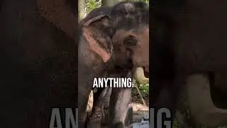 Animals That Can Sense Disasters Before They Happen! 🌍⚠️
