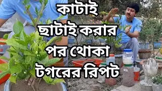 থোকা টগর ফুল গাছের যত্ন ও পরিচর্যা কেমন হবে পর্ব ০২/২০২১ | মাটি প্রস্তুতি ও খাবার  | My Garden