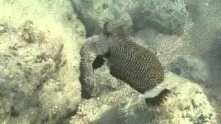 Rock Mover Wrasse youngster