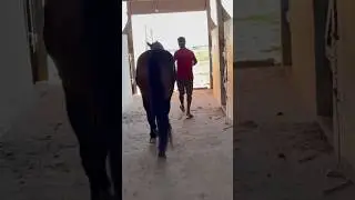 J&aacute; nos localizamos na casa 🏠 #cavalo