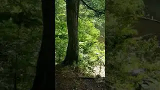 American Legion State Forest