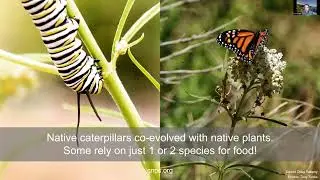 Parkway Program Virtual Workshop 3 with California Native Plant Society