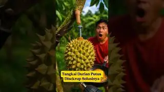 Man Screws Durian Back to Tree?! Unbelievable Fruit Hack! #buah #durianrider #buahbuahan