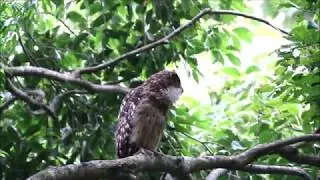 Brown Fish Owl Call