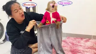 Lyly the monkey mistakes her mother's new pants for her own, and this is what happens next...