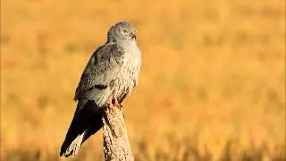 The Real Bird Watching presents Andalucia Biodiversity