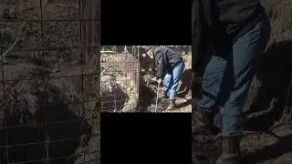 1st layers of a winter compost pile in the deep mulch garden #shorts #mulch #garden