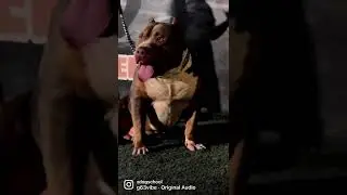 #PITBULL #XDOGSCHOOL