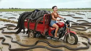 Girl Harvest Fish Using Only Bare Hands to Catch Giant Catfish! 👐🌊