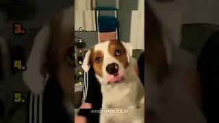 Ranking Dogs Understanding English