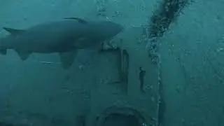 Scuba Diving With Sand Tiger Sharks On The USS Vermillion