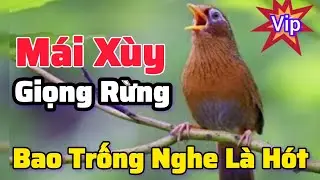 Mi Mái Siêu Xùy Rên Rỉ Kích Trống Mộc Căng Lửa cả Ngày #longhoamichien 